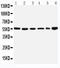 SCL antibody, LS-C313125, Lifespan Biosciences, Western Blot image 