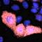 VSV-G-tag antibody, orb323069, Biorbyt, Immunofluorescence image 