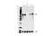 MYCN Proto-Oncogene, BHLH Transcription Factor antibody, 84406S, Cell Signaling Technology, Western Blot image 