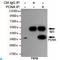 PCNA antibody, LS-C813073, Lifespan Biosciences, Immunoprecipitation image 