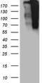 Tumor Protein P53 Binding Protein 1 antibody, TA806938S, Origene, Western Blot image 