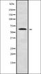Zinc Finger Protein 280B antibody, orb338746, Biorbyt, Western Blot image 
