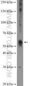 G protein-activated inward rectifier potassium channel 1 antibody, 16985-1-AP, Proteintech Group, Western Blot image 