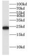 Glyoxalase I antibody, FNab03483, FineTest, Western Blot image 