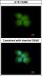E3 ubiquitin-protein ligase NRDP1 antibody, GTX115366, GeneTex, Immunocytochemistry image 