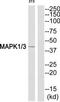 p42-MAPK antibody, TA326202, Origene, Western Blot image 