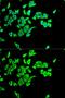 Leukocyte elastase inhibitor antibody, GTX54692, GeneTex, Immunofluorescence image 