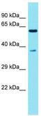 Testis Expressed 55 antibody, TA334792, Origene, Western Blot image 