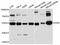 Glutathione-Disulfide Reductase antibody, abx125919, Abbexa, Western Blot image 