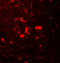 B2M antibody, 7439, ProSci Inc, Immunofluorescence image 