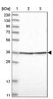 Fibrinogen Silencer Binding Protein antibody, PA5-55324, Invitrogen Antibodies, Western Blot image 
