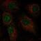 Chromosome 2 Open Reading Frame 42 antibody, NBP2-58034, Novus Biologicals, Immunocytochemistry image 
