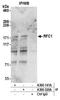 Replication factor C subunit 1 antibody, A300-141A, Bethyl Labs, Immunoprecipitation image 
