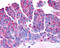 Probable G-protein coupled receptor 37 antibody, TA340808, Origene, Immunohistochemistry paraffin image 