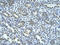 WW domain-containing protein 2 antibody, ARP43088_P050, Aviva Systems Biology, Immunohistochemistry frozen image 