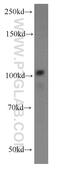 ATPase Phospholipid Transporting 9A (Putative) antibody, 19504-1-AP, Proteintech Group, Western Blot image 