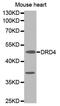 Dopamine Receptor D4 antibody, orb135403, Biorbyt, Western Blot image 