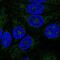 Abhydrolase Domain Containing 11 antibody, NBP1-87254, Novus Biologicals, Immunocytochemistry image 