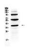 Thyroid Peroxidase antibody, PA5-80125, Invitrogen Antibodies, Western Blot image 