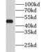 Probable G-protein coupled receptor 37 antibody, FNab03606, FineTest, Western Blot image 