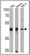 Paired box protein Pax-5 antibody, MA5-14585, Invitrogen Antibodies, Western Blot image 