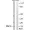 Mitochondrial Ribosomal Protein L12 antibody, A10395, Boster Biological Technology, Western Blot image 