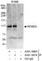 E3 ubiquitin-protein ligase RFWD3 antibody, A301-396A, Bethyl Labs, Immunoprecipitation image 