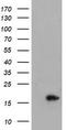 CRABP-II antibody, TA800027BM, Origene, Western Blot image 