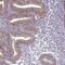 B box and SPRY domain-containing protein antibody, PA5-60159, Invitrogen Antibodies, Immunohistochemistry frozen image 