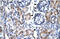 Growth Factor Independent 1B Transcriptional Repressor antibody, 27-287, ProSci, Enzyme Linked Immunosorbent Assay image 