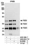 FYVE, RhoGEF And PH Domain Containing 3 antibody, A305-201A, Bethyl Labs, Immunoprecipitation image 