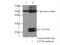 Zinc Finger Protein 740 antibody, 25411-1-AP, Proteintech Group, Enzyme Linked Immunosorbent Assay image 