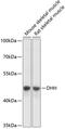 Desert hedgehog protein antibody, 14-837, ProSci, Western Blot image 