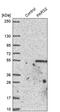 Prolyl-TRNA Synthetase 2, Mitochondrial antibody, PA5-55818, Invitrogen Antibodies, Western Blot image 