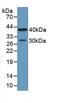 Carboxypeptidase A4 antibody, MBS2026394, MyBioSource, Western Blot image 