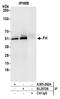 Fumarate Hydratase antibody, A305-262A, Bethyl Labs, Immunoprecipitation image 