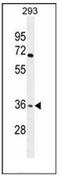 Olfactory Receptor Family 4 Subfamily F Member 15 antibody, AP53052PU-N, Origene, Western Blot image 