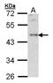 BLNK antibody, LS-C185631, Lifespan Biosciences, Western Blot image 