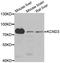 Potassium Voltage-Gated Channel Subfamily D Member 3 antibody, A6927, ABclonal Technology, Western Blot image 