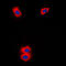 Cytochrome P450(scc) antibody, GTX56293, GeneTex, Immunofluorescence image 