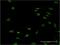 Forkhead Box L1 antibody, H00002300-M09, Novus Biologicals, Immunofluorescence image 