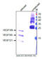 VEGF antibody, DM3520P, Origene, Western Blot image 