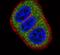 HES1 antibody, PA5-13268, Invitrogen Antibodies, Immunofluorescence image 
