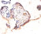 Heat Shock Factor Binding Protein 1 antibody, A53001-100, Epigentek, Immunohistochemistry paraffin image 