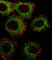 Fatty acid desaturase 2 antibody, abx026706, Abbexa, Western Blot image 