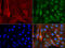 ERCC Excision Repair 4, Endonuclease Catalytic Subunit antibody, LS-C799207, Lifespan Biosciences, Immunofluorescence image 