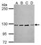 Protocadherin-10 antibody, NBP2-19719, Novus Biologicals, Western Blot image 