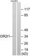 Putative olfactory receptor 2I1 antibody, A30907, Boster Biological Technology, Western Blot image 