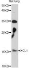 SCM-1-alpha antibody, LS-C749492, Lifespan Biosciences, Western Blot image 