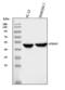 G Protein-Coupled Bile Acid Receptor 1 antibody, A01958-2, Boster Biological Technology, Western Blot image 